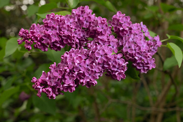 Violet lilac flowers on a background of green leaves. May in the Polish garden. Flowering bushes.