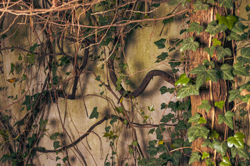 Ivy under the old wall.