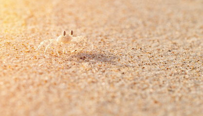 Crab on the golden sandy beach. Animals, nature, wildlife, science, zoology, biology. Play, joy, fun concepts. Thin line of focus.