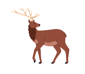 Red deer, wild horned animal. European forest herbivorous mammal with antlers. Stag profile, standing, looking back. Cervus elaphus. Flat vector illustration isolated on white background