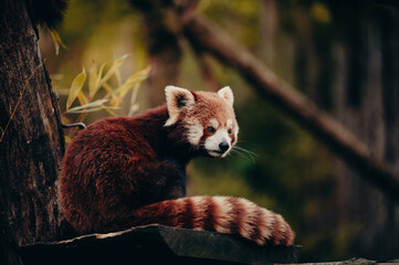 Tierportrait - Roter Panda in einem Freigehege