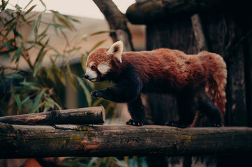 Tierportrait - Roter Panda läuft über einen Ast in einem Freigehege