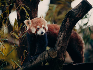 Tierportrait - Roter Panda in einem Freigehege
