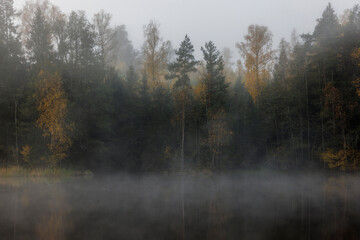 Fototapeta na wymiar Forest under fog by lake