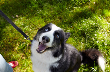 Owner plays with a siberian laika dog in autumn park. Friendship of a dog and a woman