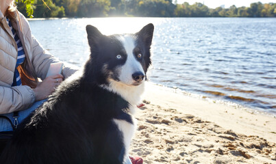 Owner with a siberian laika dog on a beach. Friendship of a dog and a woman