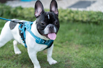A cute black and white french bulldog with leash for going to running on the green grass.
