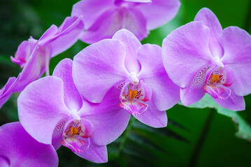 Nice big branch of orchid flowers blooming, close up macro nature