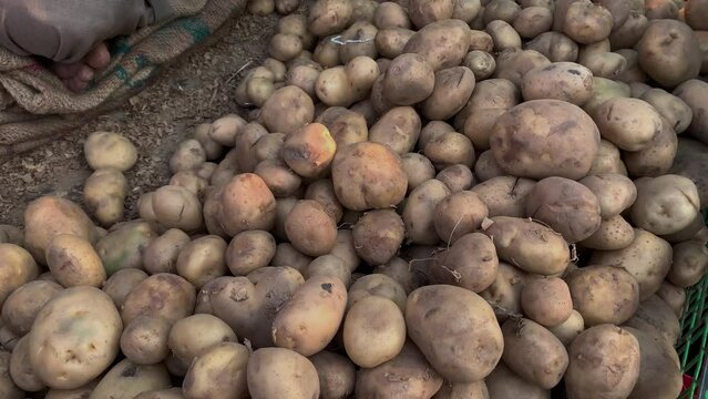 Farmer's hands show a heap of fresh raw potatoes at the local market