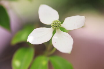 初夏のヤマボウシの花