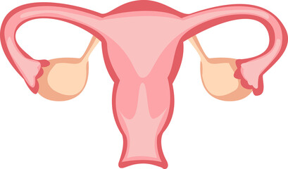 female reproduction system. uterus cartoon illustration © enway