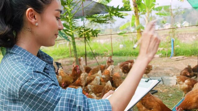 Close up of a Female farmer is checking the quality of hen or chicken. Organic quality control, examining and collecting data to improve an organic business. An entrepreneur of farm.
