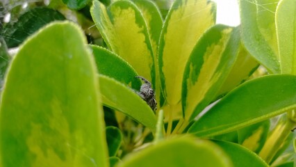 Beautiful Flower and Green Plant