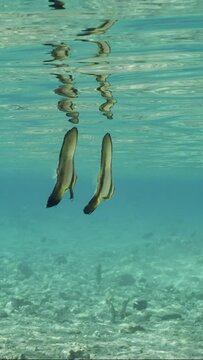 Vertical video, Two baby Bat fish swims in shallow water, Slow motion. Pair of juvenile Batfish (Platax orbicularis) swim in shallow water below surface of water reflecting off it on sunny day