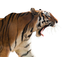 Tiger roaring isolated on transparent white background