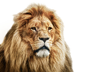 Lion isolated on transparent white background