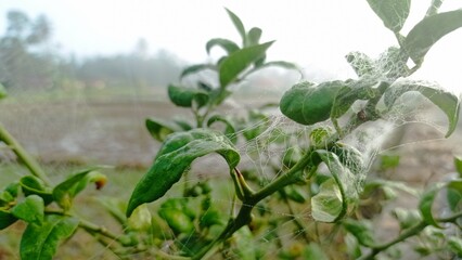 Beautiful Flower and Green Plant