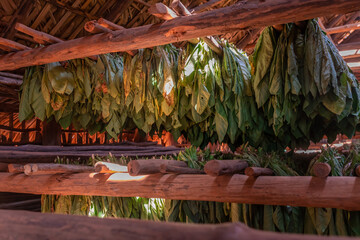 Organically grown tobacco drying in a barn in the Vinales region of Cuba
