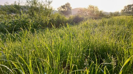 Bäume und Gräser im sonnigen Morgenlicht des frühen Morgen