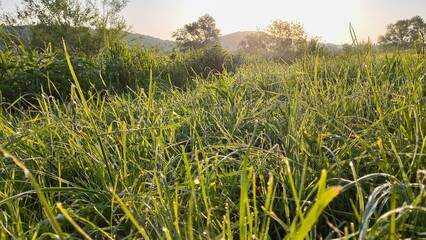 Gras und Bäume am frühen Morgen mit Tautropfen im Sonnenlicht