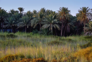 Beautiful palm plantations and green nature with sunlight shining on green trees
