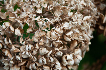 枯れたアジサイのアップ