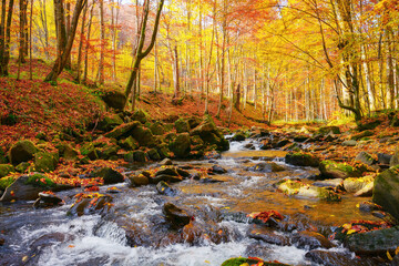 water flow among stones in the forest. beautiful nature scenery in autumn. trees in fall colors on a sunny day