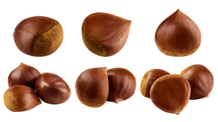 Chestnut, isolated on white background, full depth of field