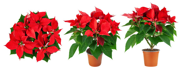 Poinsettia, Christmas flower in pot, isolated on white background, full depth of field