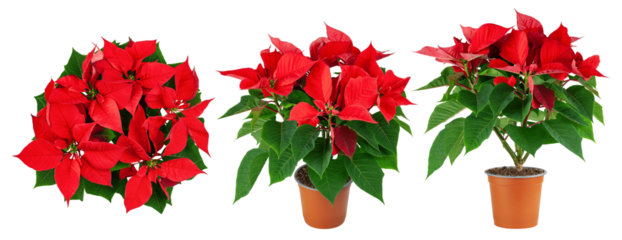 Poinsettia, Christmas flower in pot, isolated on white background, full depth of field