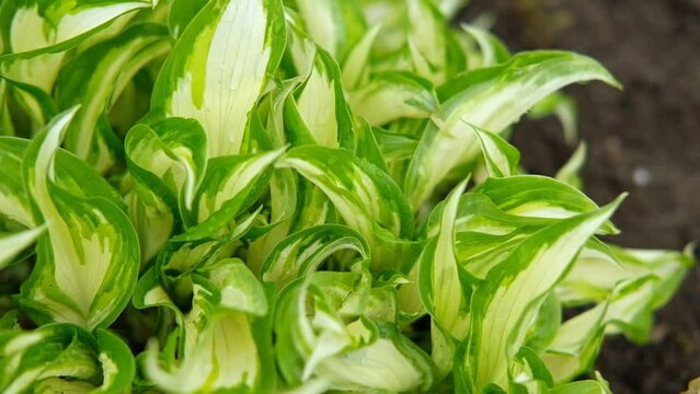 Hosta. Variegated green, white and yellow foliage, soil ground. Amazing Green leaves hosta bush, lush foliage tropic garden plant. Top view. Wallpaper. Copy Space. Textured natural floral background