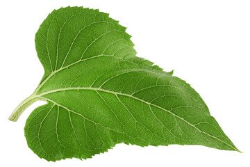 Sunflower leaves, isolated on white background, full depth of field