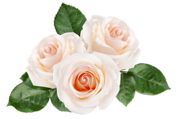 Rose isolated on white background, full depth of field