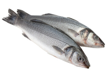 Seabass isolated on white background, full depth of field