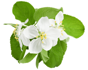 Apple flower isolated on white background, full depth of field