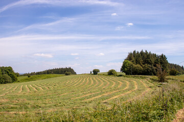 Fototapeta na wymiar Summertime rural scenery in England.