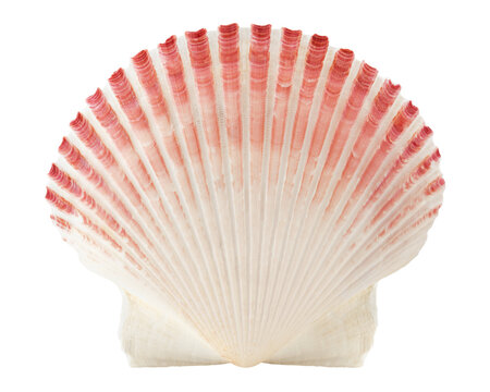 scallops sea shell isolated on white background, full depth of field