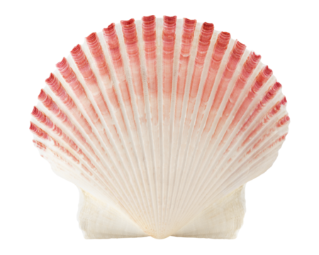 scallops sea shell isolated on white background, full depth of field