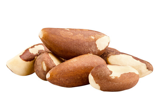 brazil nut, isolated on white background, full depth of field
