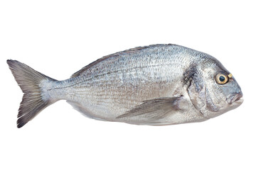dorado fish, isolated on white background