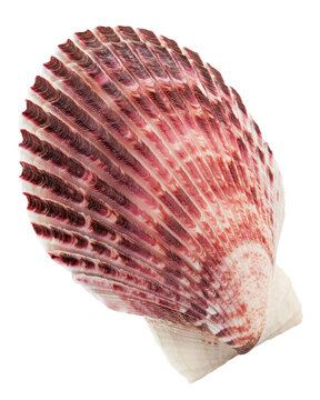 scallops sea shell isolated on white background, full depth of field