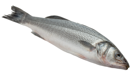 Seabass isolated on white background, full depth of field