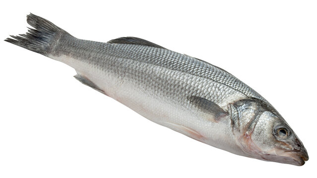 Seabass isolated on white background, full depth of field