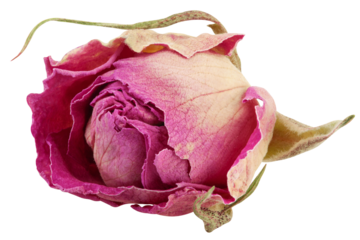 Rose isolated on white background, full depth of field