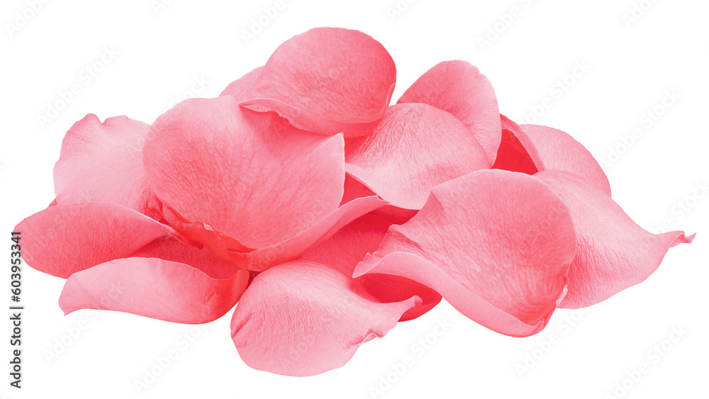 Wall mural rose isolated on white background, full depth of field