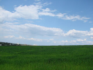 A panorama of cloud patterns in the blue sky above a young rye field on the outskirts of the village.