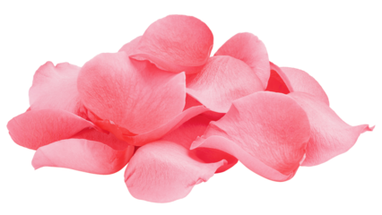 Rose isolated on white background, full depth of field