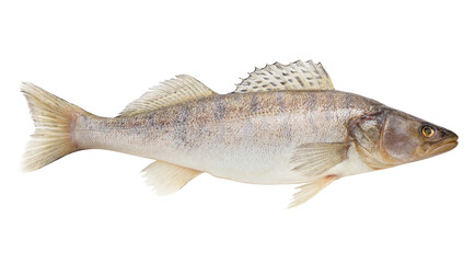 zander, fish raw, isolated on white background, full depth of field