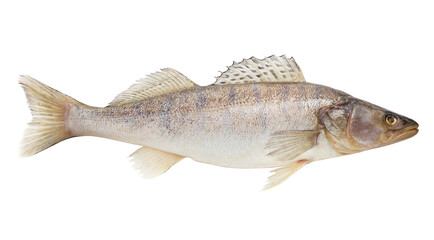 Naklejka premium zander, fish raw, isolated on white background, full depth of field