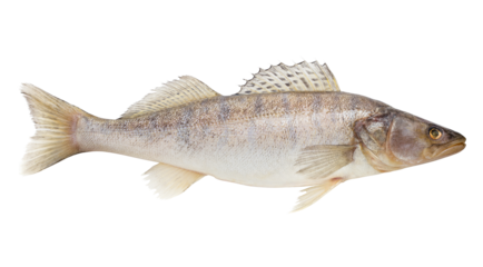 zander, fish raw, isolated on white background, full depth of field